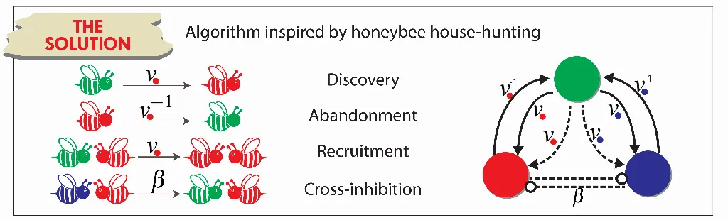 Reina honeybee house-hunting decision