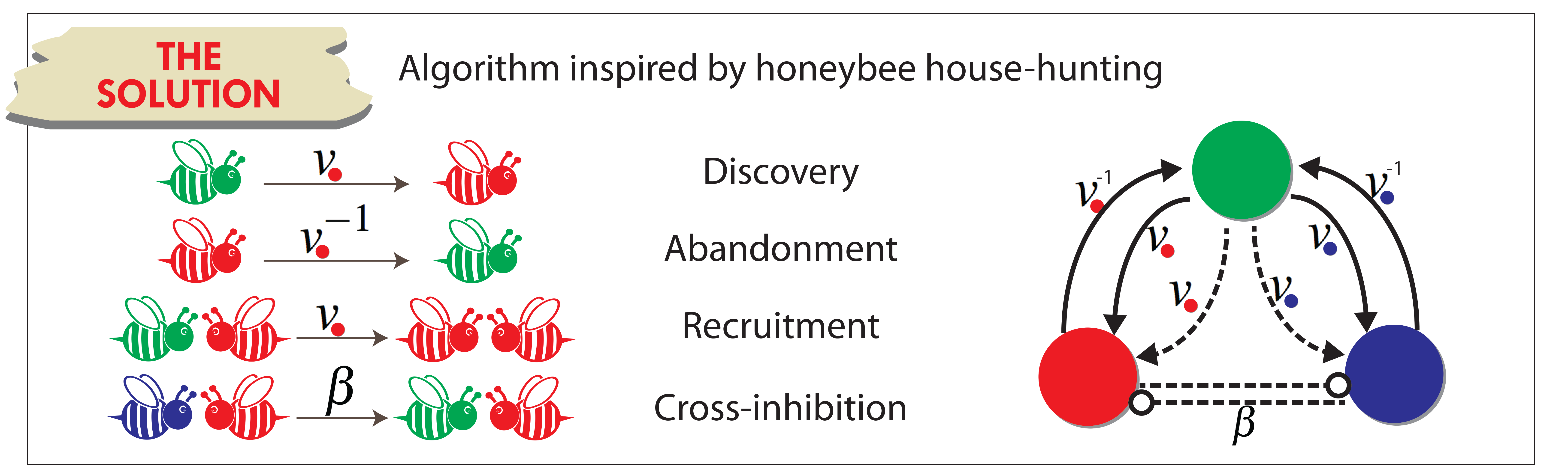 Reina honeybee house-hunting decision 